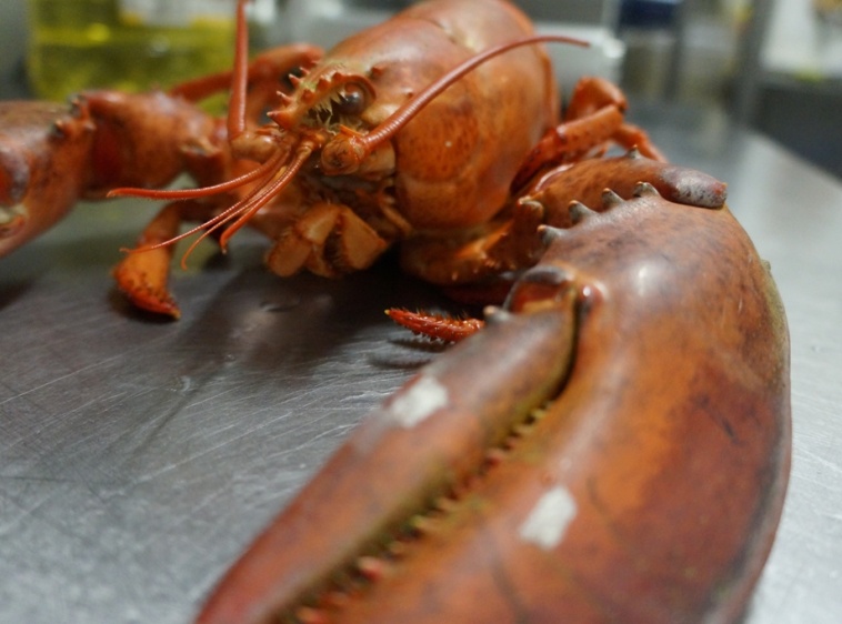 Restauracja Four Winds Świeży homar tuż przed podaniem